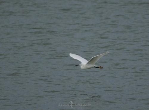 DSC_9369_00007 (Copier)