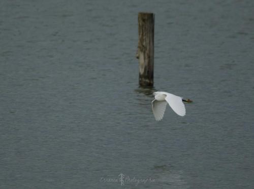 DSC_9371_00009 (Copier)