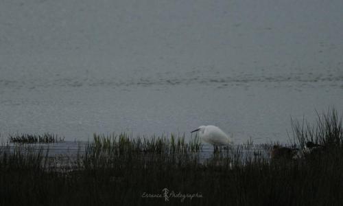 DSC_9378_00010 (Copier)