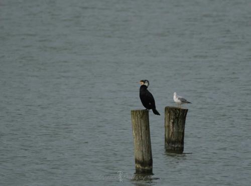 DSC_9379_00011 (Copier)