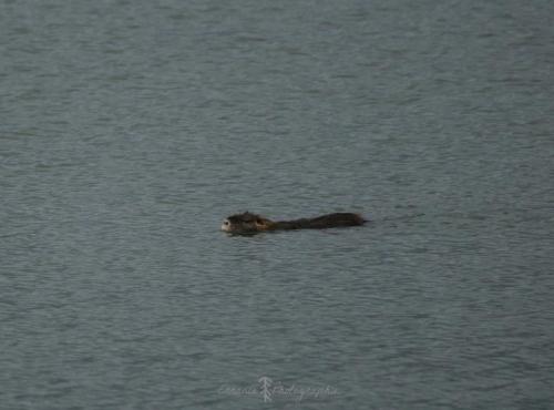 DSC_9380_00012 (Copier)