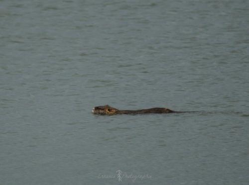 DSC_9381_00013 (Copier)