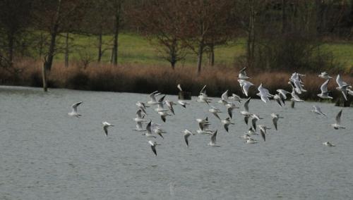 DSC_9382_00014 (Copier)