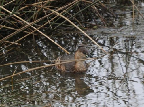 DSC_9389_00015 (Copier)