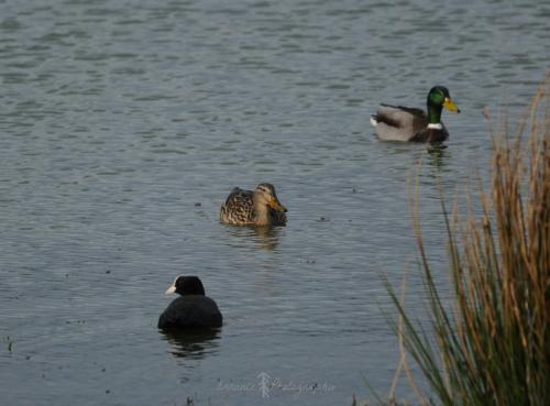 DSC_9396_00016 (Copier)