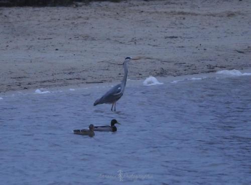 DSC_9424_00002 (Copier)