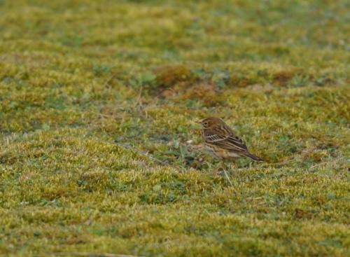 DSC_9428_00003 (Copier)