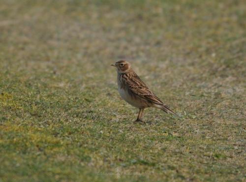 DSC_9431_00005 (Copier)