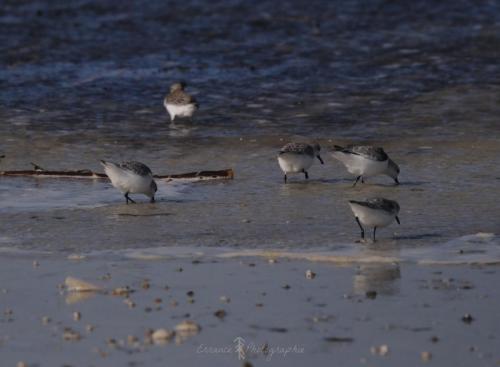 DSC_9442_00008 (Copier)