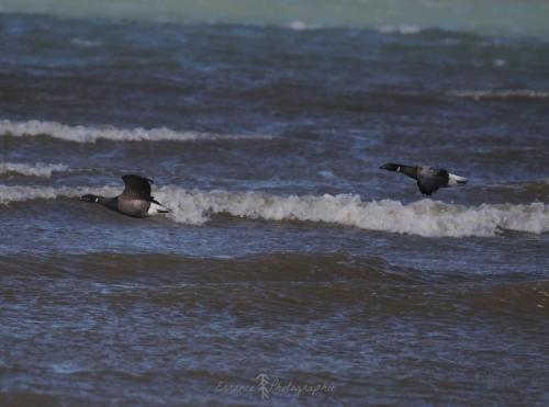 DSC_9443_00009 (Copier)