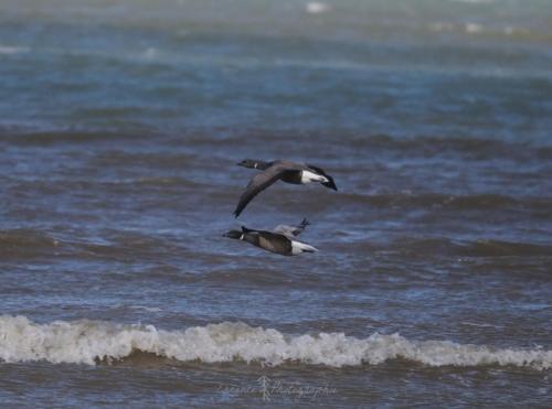 DSC_9444_00010 (Copier)