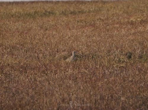 DSC_9451_00012 (Copier)