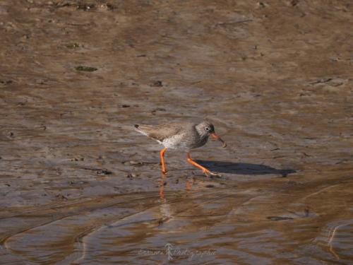 DSC_9461_00016 (Copier)