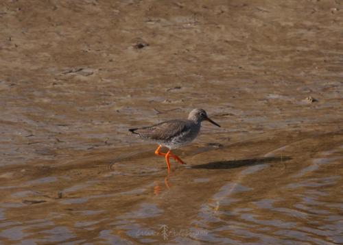 DSC_9462_00017 (Copier)