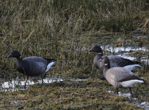 DSC_9473_00021 (Copier)