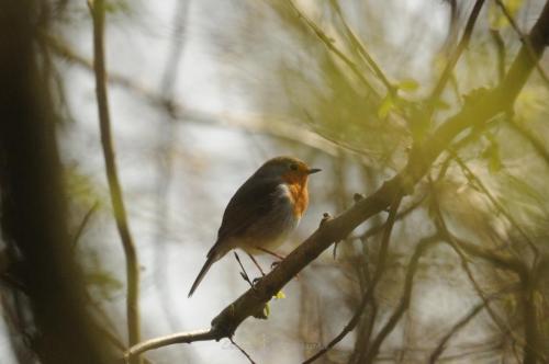 DSC_9761_00006 (Copier)