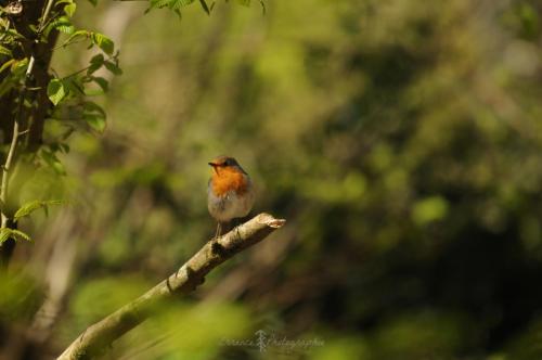 DSC_9837_00009 (Copier)