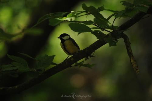 DSC_9956_00019 (Copier)