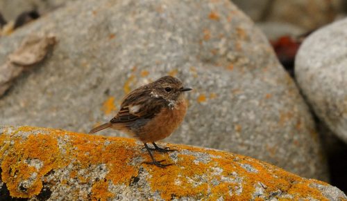 DSC_1074_590