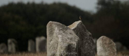 DSC_1146_629