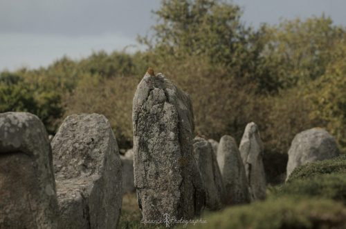 DSC_1156_636
