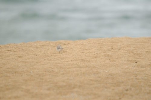 DSC_2415_1093