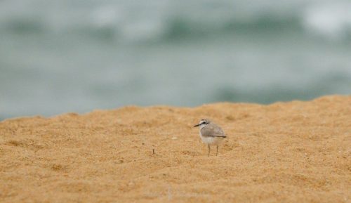 DSC_2416_1094