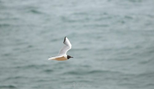 DSC_2417_1095