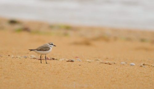 DSC_2419_1097
