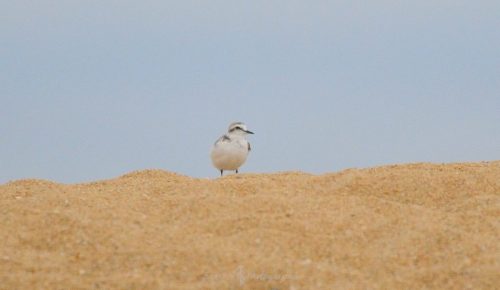 DSC_2420_1098