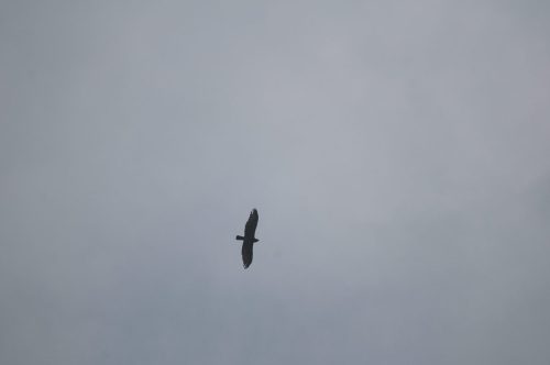 DSC_2492_1125