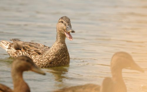 DSC_2572_1156