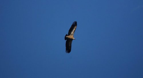 DSC_2711_1216