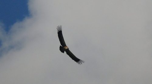 DSC_2715_1217